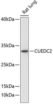 CUEDC2 Antibody