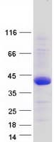 Human TMEM169 Protein (Recombinant Myc-DDK (Flag))