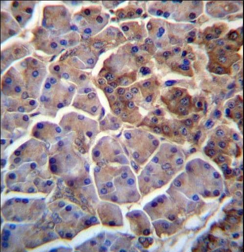 MOSPD2 Antibody (aa11-40)