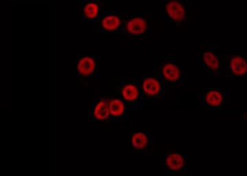 MLH3 Antibody