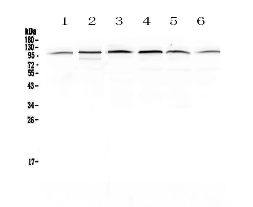 MVP / VAULT1 Antibody