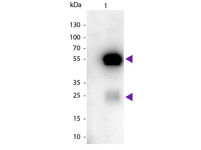 Sheep Anti-Rabbit IgG Secondary Antibody (HRP)