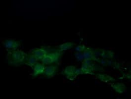 KLK8 / Kallikrein 8 Antibody (clone OTI6D5)