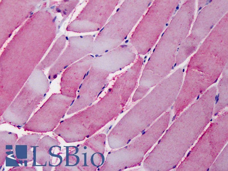IHC-plus™ OSBPL1A / ORP1 Antibody (aa938-950)
