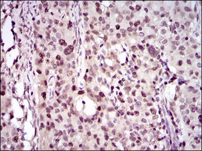 PCNA Antibody (aa53-196, clone 7H4F8)