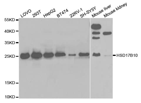 HSD17B10 / HADH2 Antibody