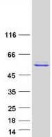 Human KMO Protein (Recombinant Myc-DDK (Flag))