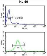 TBP / GTF2D Antibody (aa210-239)