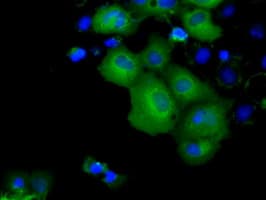 KCTD5 Antibody (clone OTI3C8, Carrier-free)