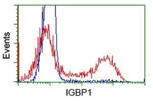 IGBP1 Antibody (clone OTI4F6)