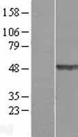 TEX28 Protein (Over-Expression Lysate Myc-DDK (Flag))