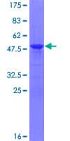 Human DCTN6 / Dynactin 6 Protein (Recombinant GST)
