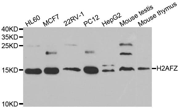 H2AFZ / H2A.z Antibody