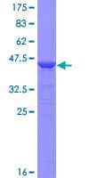 Human MFSD7 / MYL5 Protein (Recombinant GST)