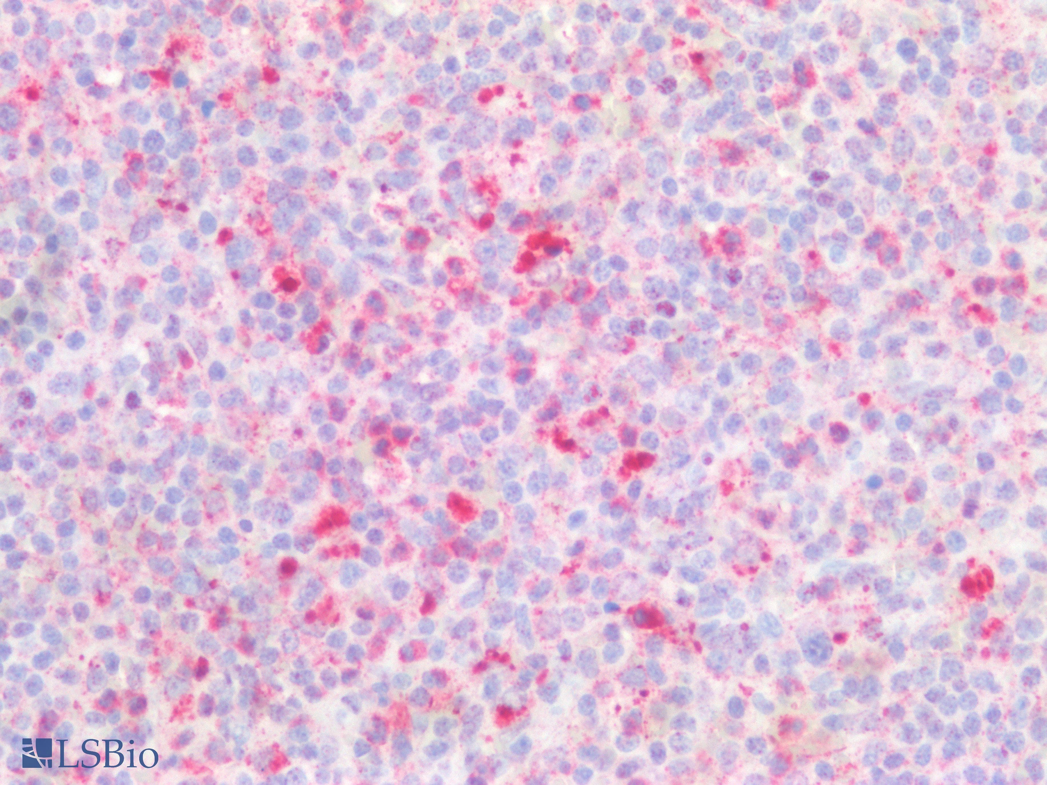 CD157 Antibody (aa63-313)
