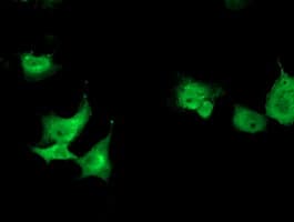 TOMM34 Antibody (clone OTI2A9, Carrier-free)