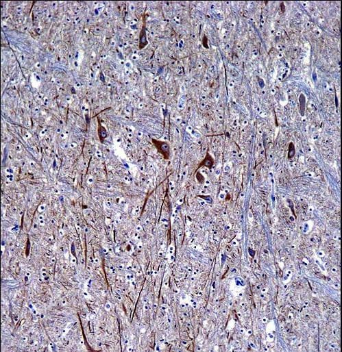 INA / Alpha Internexin Antibody (aa290-319)