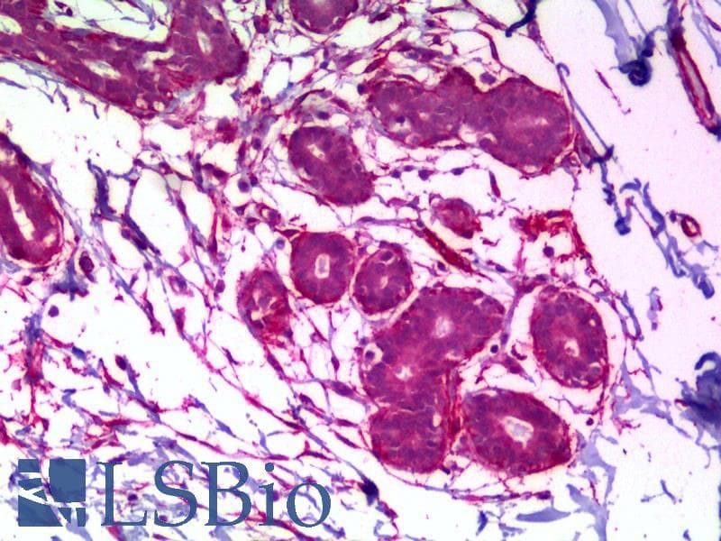 IHC-plus™ Monoclonal Mouse anti-Human MAPK8 / JNK1 Antibody (clone 2F3, IHC, WB)