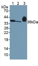 APOE / Apolipoprotein E Antibody (aa14-167)