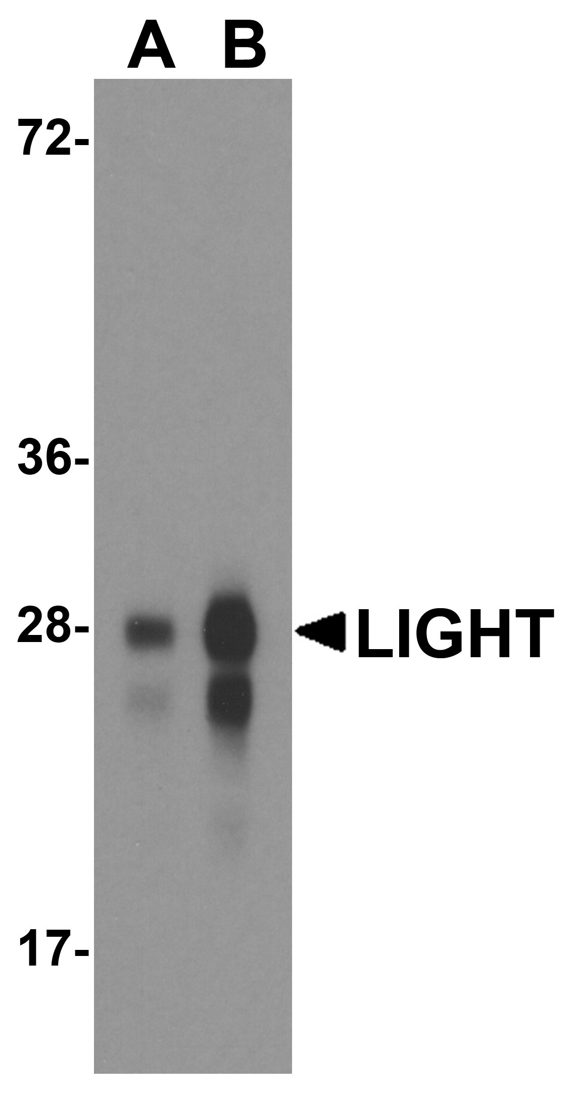 Monoclonal Mouse anti-Human TNFSF14 / LIGHT Antibody (clone 7B9H9, IHC, IF, WB)