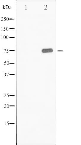 SYN1 / Synapsin 1 Antibody (phospho-Ser9)