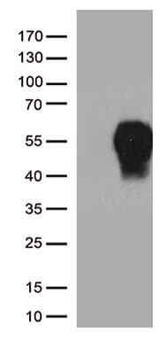 Monoclonal Mouse anti-Human PDCD1 / CD279 / PD-1 Antibody (clone OTI7B4, WB)