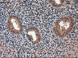 AMY2A / Pancreatic Amylase Antibody (clone OTI6D4)