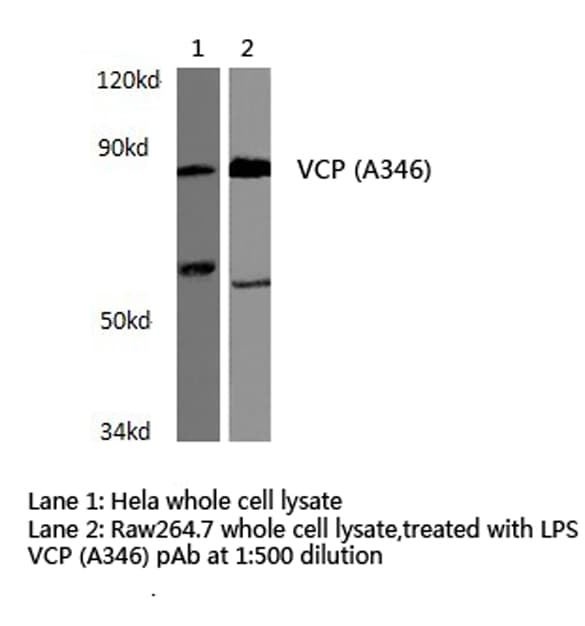 VCP Antibody (Ala346)