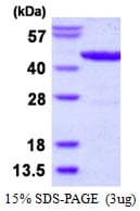 E. coli lldD Protein (Recombinant His)