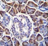 GDPD1 Antibody (aa18-46)