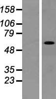 VEZF1 Protein (Over-Expression Lysate Myc-DDK (Flag))