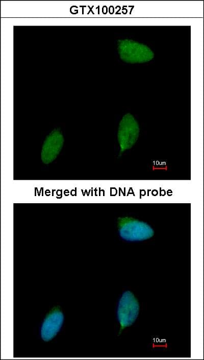 ERG Antibody (aa419-486)