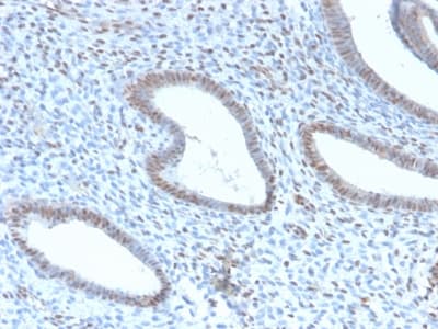 TLE1 / TLE 1 Antibody (aa 175-338, clone TLE1/2946R, Azide-free, Carrier-free)