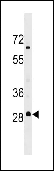 MARCH3 Antibody (aa224-251)