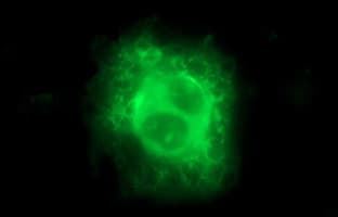 IL10RA Antibody (clone OTI1D4)