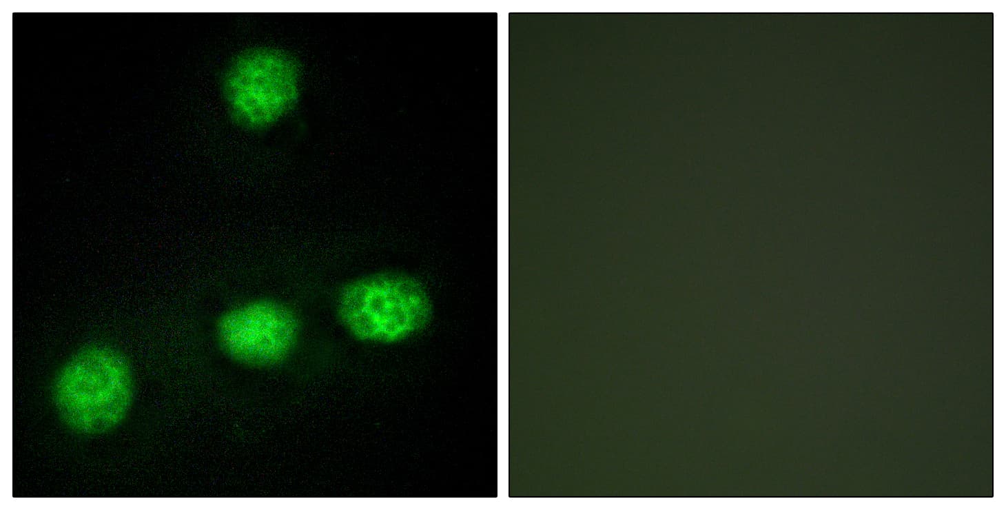 CLK1 / CLK Antibody (aa101-150)
