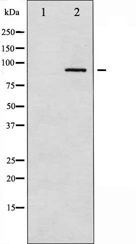 PRKCA / PKC-Alpha Antibody