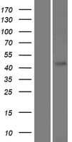 FAM71D Protein (Over-Expression Lysate Myc-DDK (Flag))