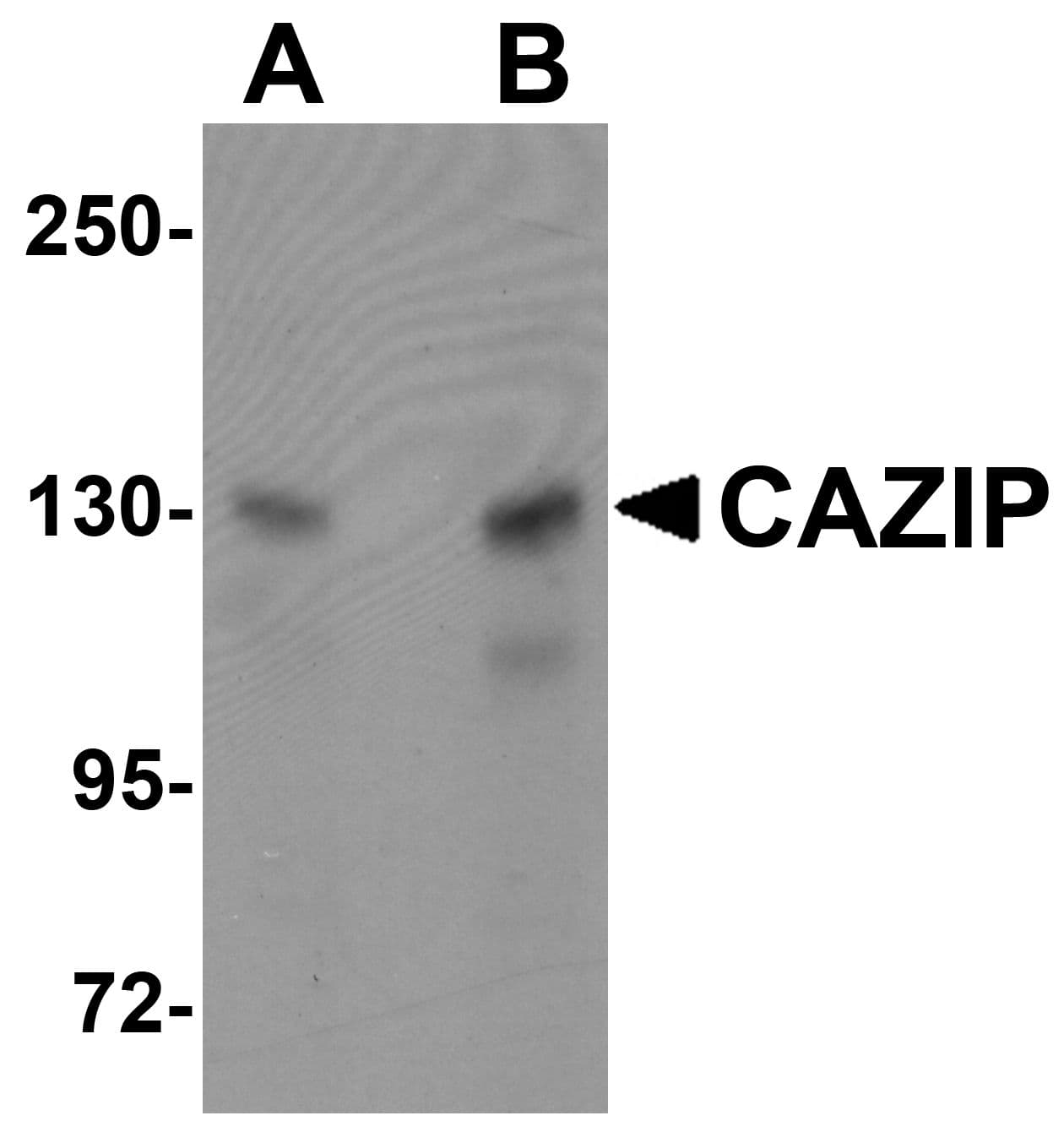 IHC-plus™ MTUS2 Antibody