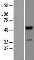 MAPK9 / JNK2 Protein (Over-Expression Lysate Myc-DDK (Flag))