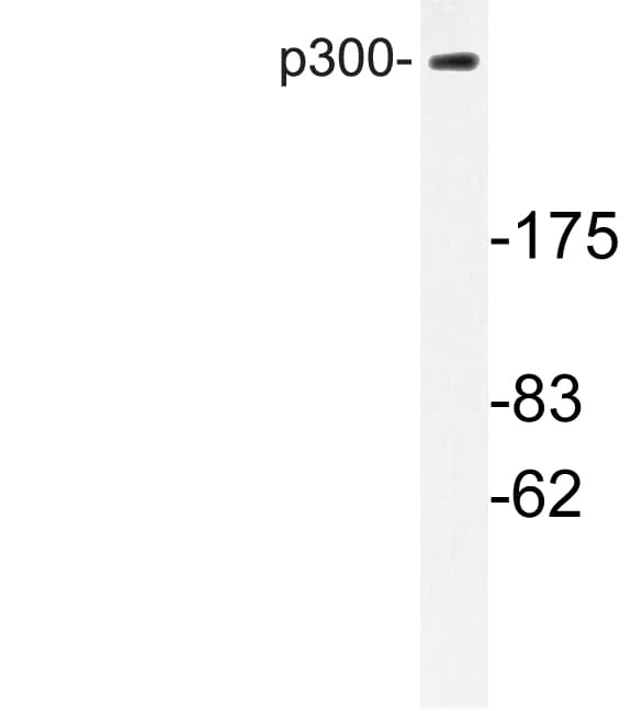 EP300 / p300 Antibody (Val6)
