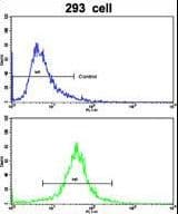 IDH1 / IDH Antibody (aa63-90)
