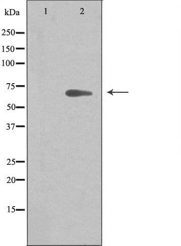 Polyclonal Rabbit anti-Human ARMCX2 Antibody (IF, WB)