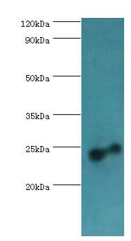 RAB4A / RAB4 Antibody (aa1-218)