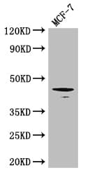 TGFB1 / TGF Beta 1 Antibody