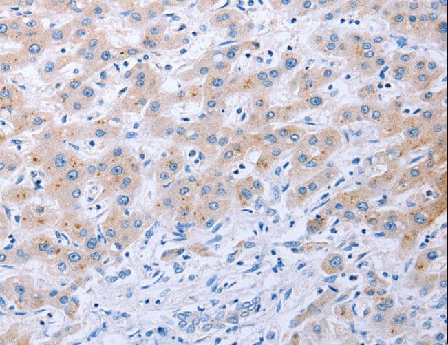 FGF4 Antibody
