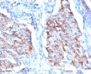 HSPD1 / HSP60 Antibody (clone HSPD1/780, Ready-to-Use)