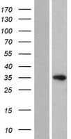 HELT Protein (Over-Expression Lysate Myc-DDK (Flag))