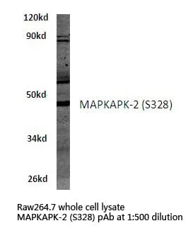 IHC-plus™ MAPKAPK2 / MAPKAP Kinase 2 Antibody (aa300-350)