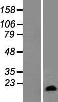 GATC Protein (Over-Expression Lysate Myc-DDK (Flag))